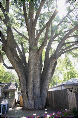 large tree close to houses