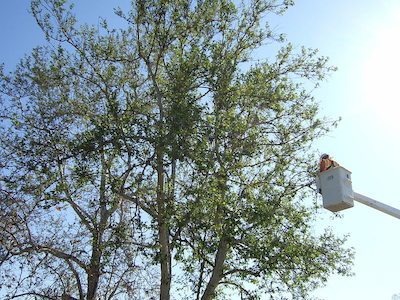 Trimming a large tree